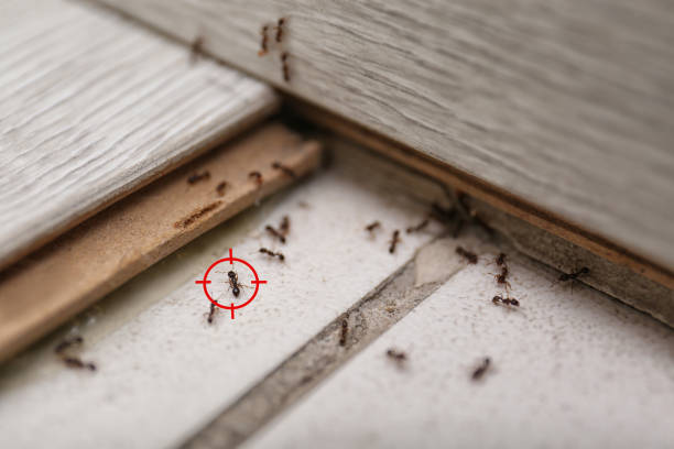 Best Wasp Removal Services  in Washington, KS