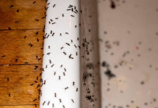 Best Rat Extermination Near Me  in Washington, KS